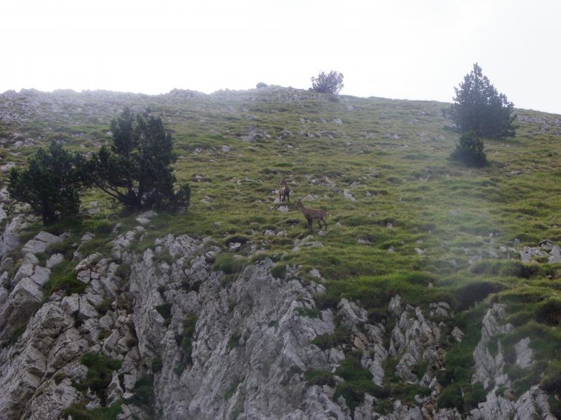 Chamois