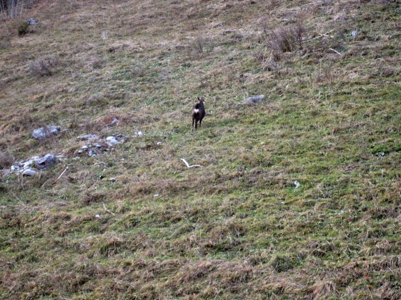 Chamois