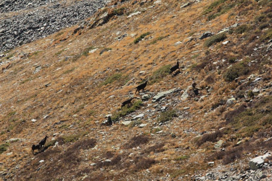 Chamois