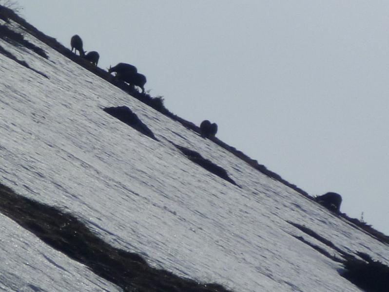 Chamois