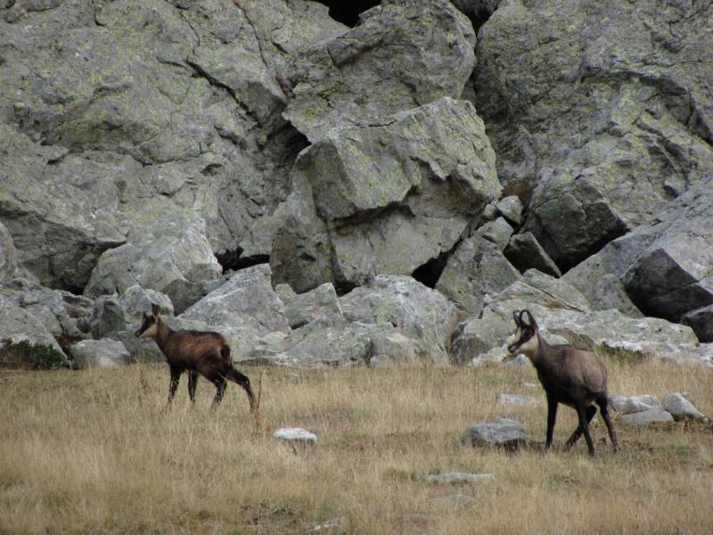 Chamois