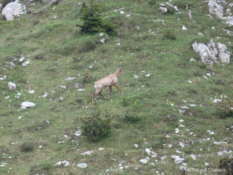 Chamois