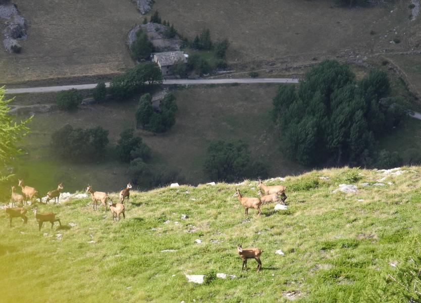 Chamois