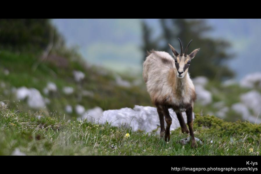 Chamois