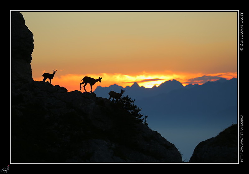 Chamois