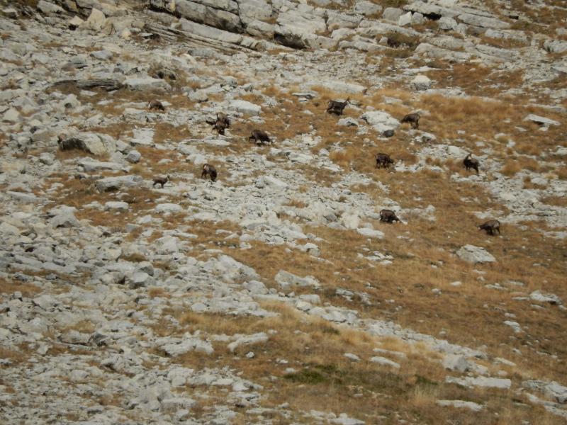 Chamois