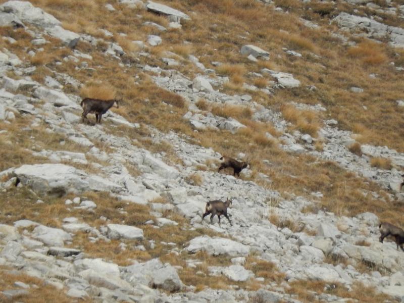 Chamois