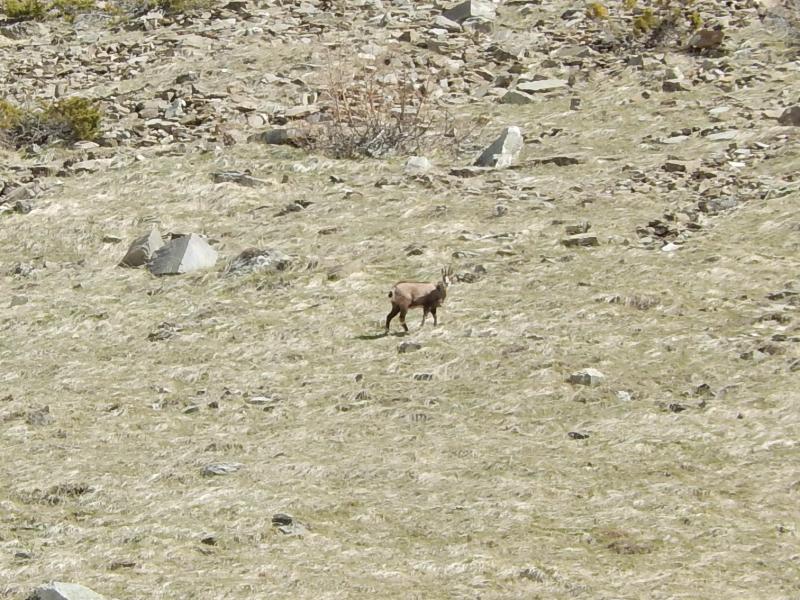 Chamois