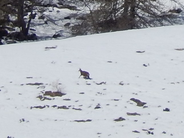 Chamois