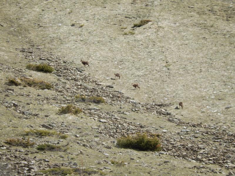 Chamois