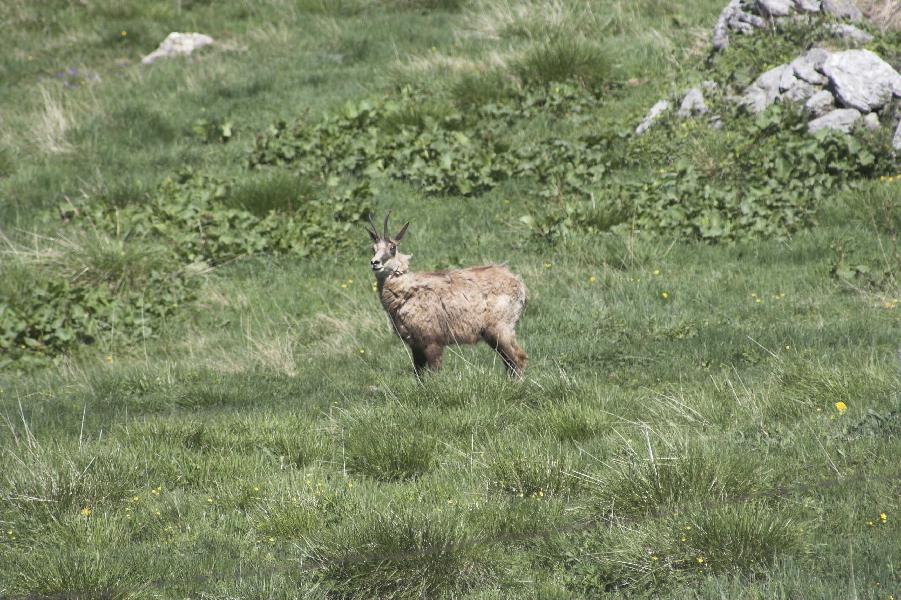 Chamois