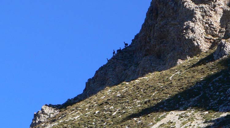 Chamois