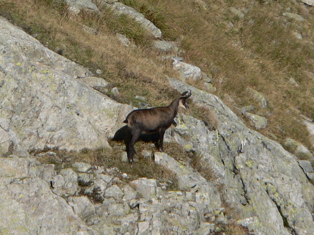 Chamois