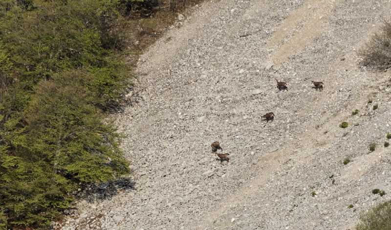 Chamois