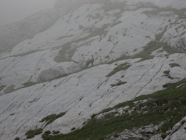 Chamois