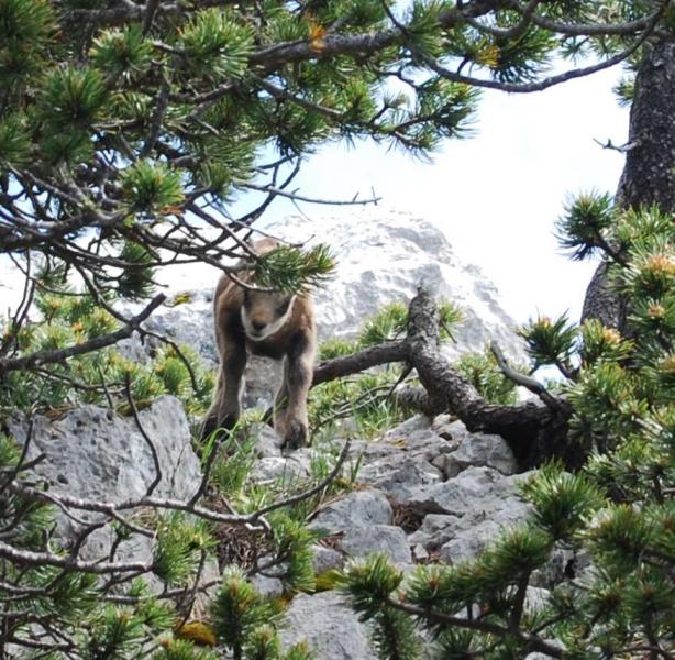 Chamois Nourisson