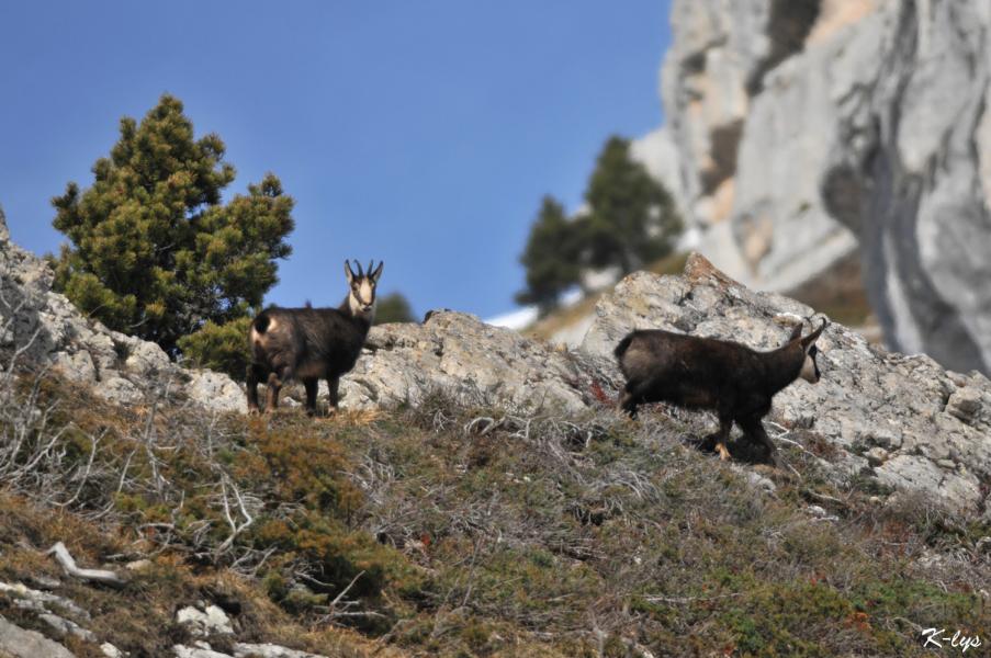 Chamois à l'Alpette