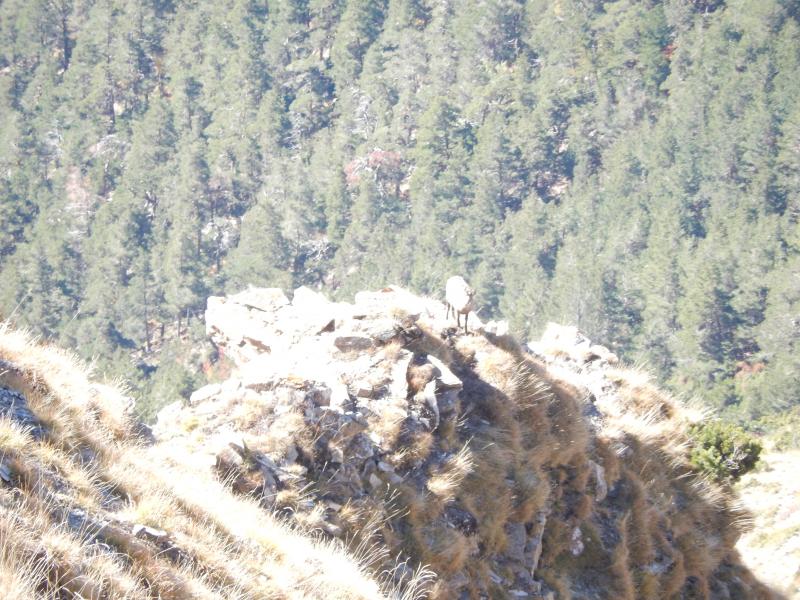 Chamois au Mont Orel