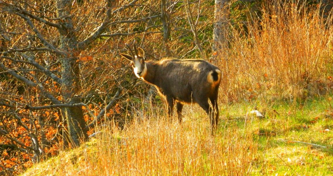 Chamois au Mont Ventoux.