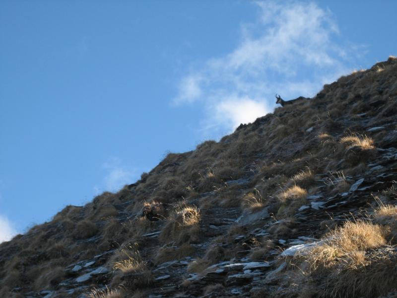 Chamois au Pré aux Chèvres