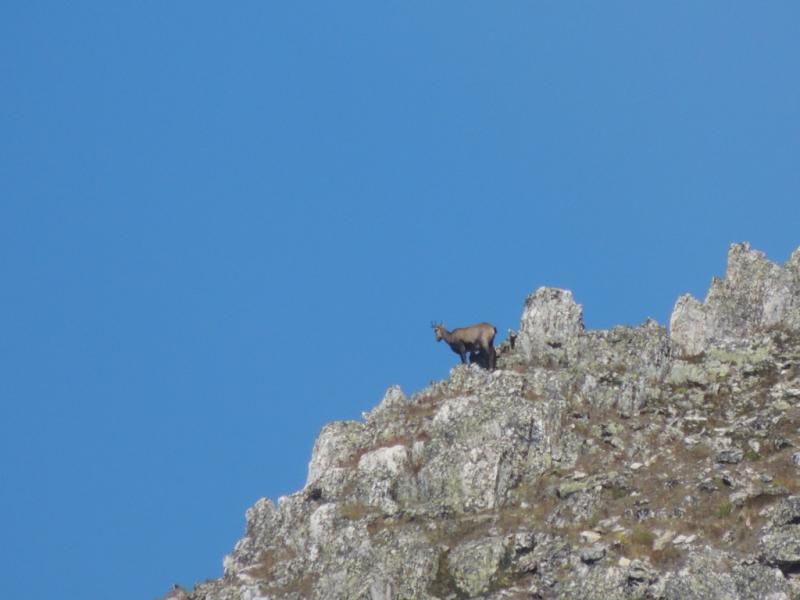Chamois au-dessus du Col des Béraudes