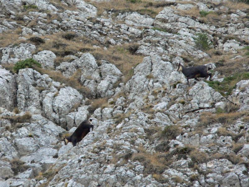 Chamois dans la face Nord