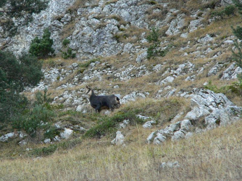 Chamois dans la face Nord