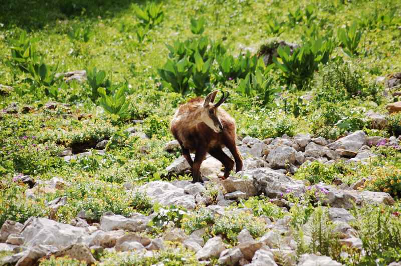 Chamois dans le cirque sous le sommet.