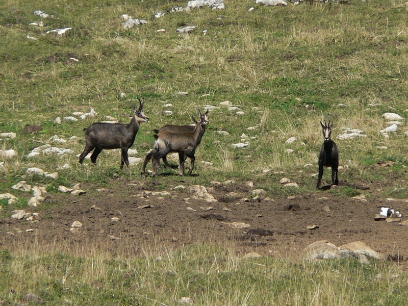 Chamois dans le vallon de Marcieu