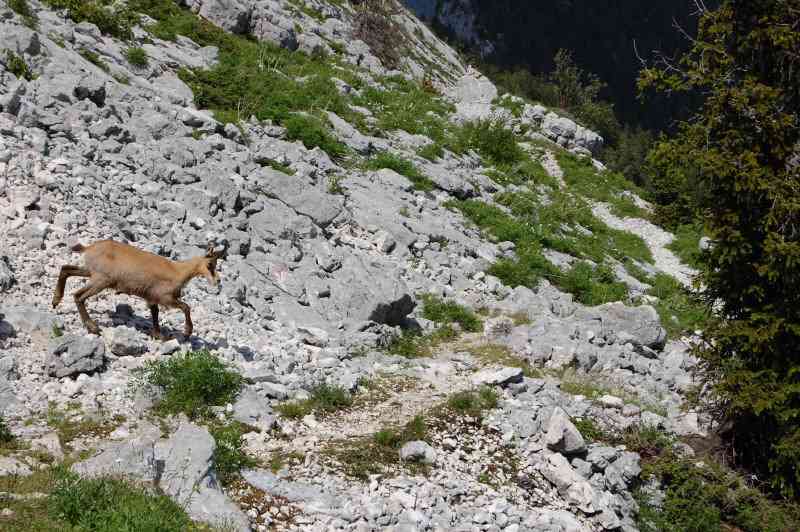 Chamois dans les dalles.