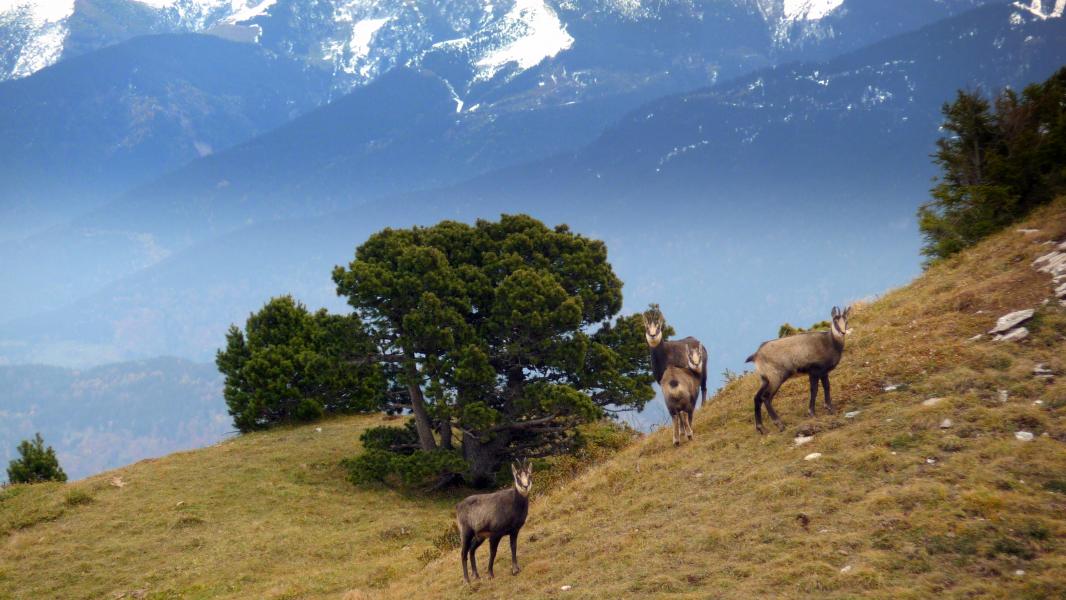 Chamois de Chartreuse!