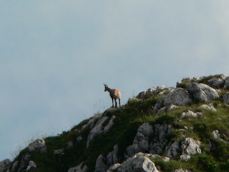 Chamois du Charmant Som
