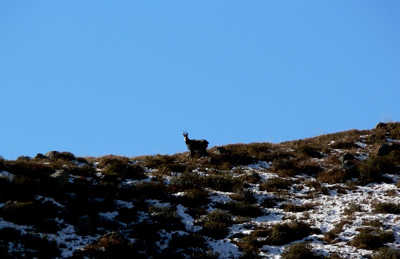 Chamois du planard de Combe Rousse