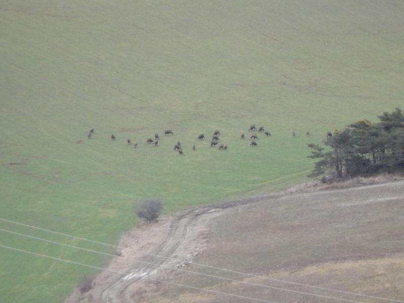Chamois en-dessous de Clot la Cime