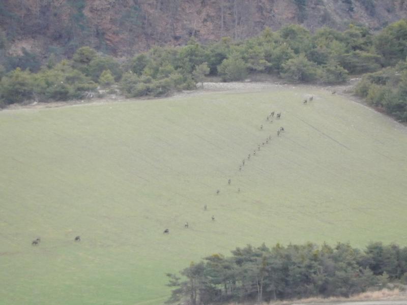Chamois en-dessous de Clot la Cime