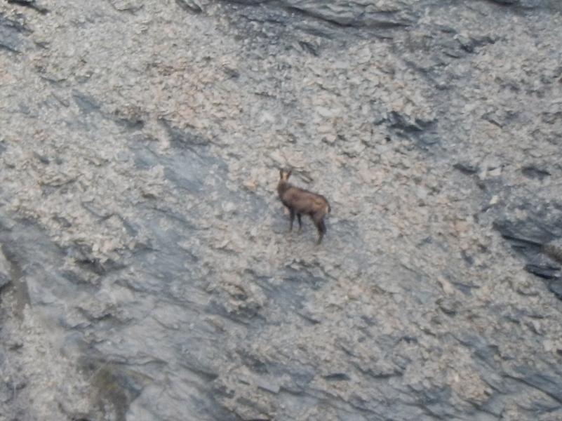 Chamois en-dessous de Clot la Cime