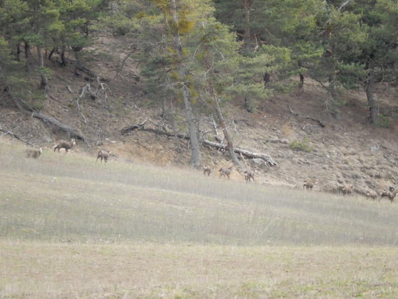 Chamois en-dessous de Clot la Cime