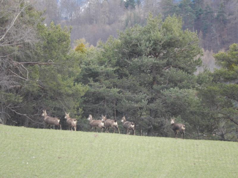 Chamois en-dessous de Clot la Cime