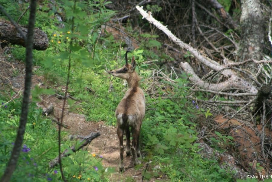 Chamois en foret