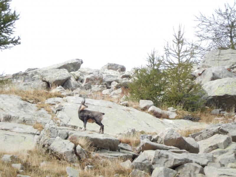 Chamois en montant à la Baisse de l'Auriac