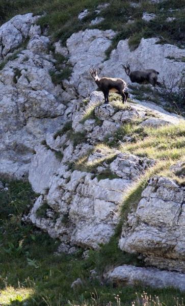 Chamois ensoleillé
