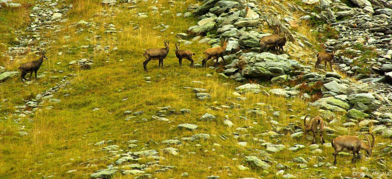 Chamois et bouquetins