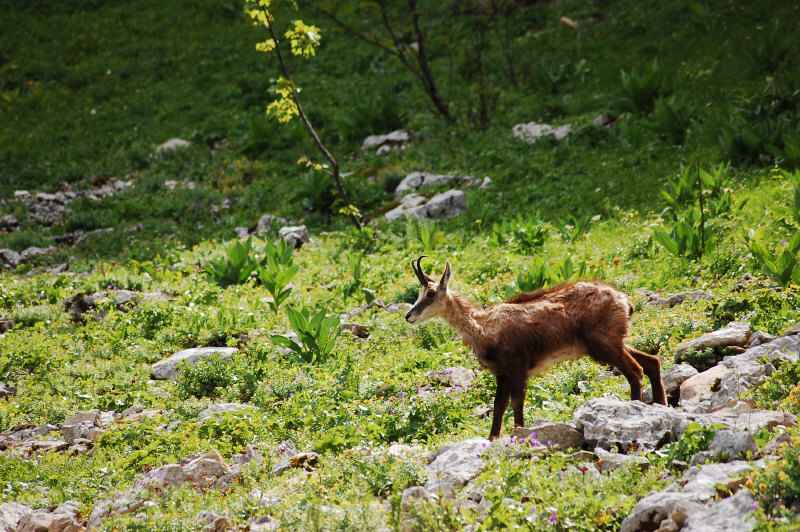 Chamois juste sous le sommet.