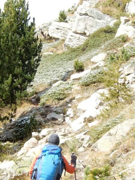 Chamois près du Refuge de l'Estrop