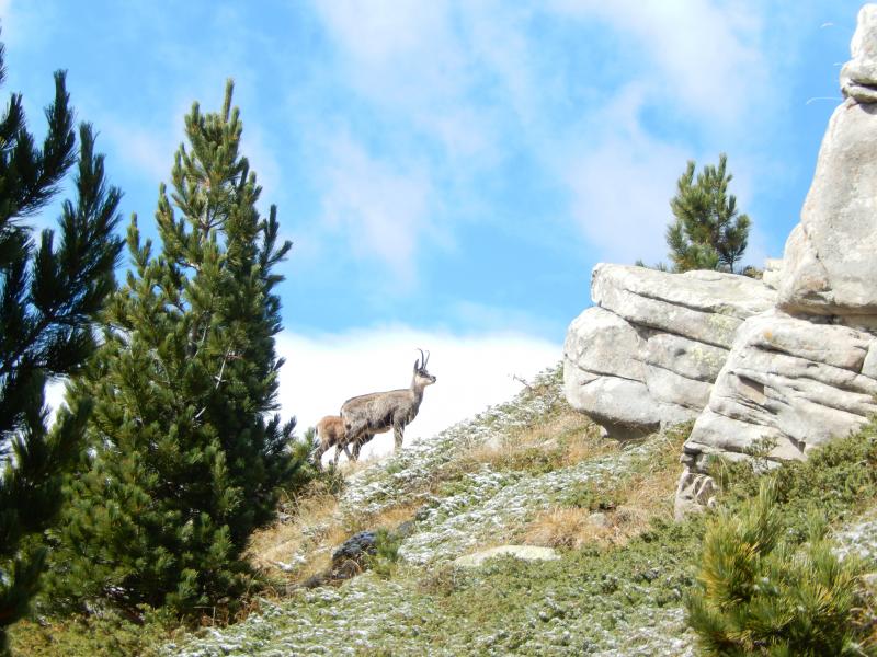 Chamois près du Refuge de l'Estrop