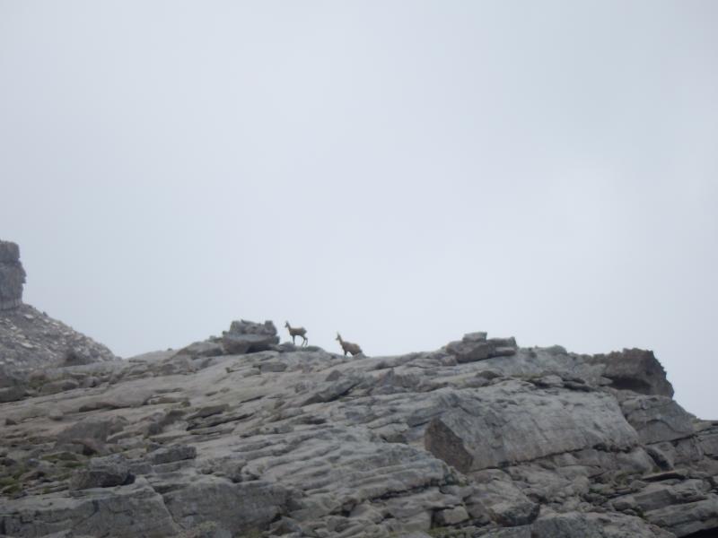 Chamois sous le Col de Vautreuil