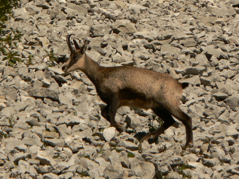 Chamois sous le Pas de Montbrun