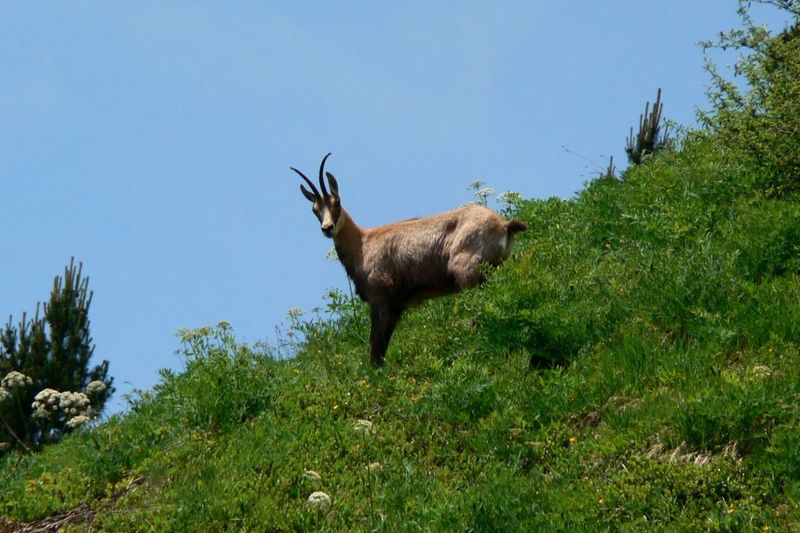 Chamois sous le Pas de Montbrun