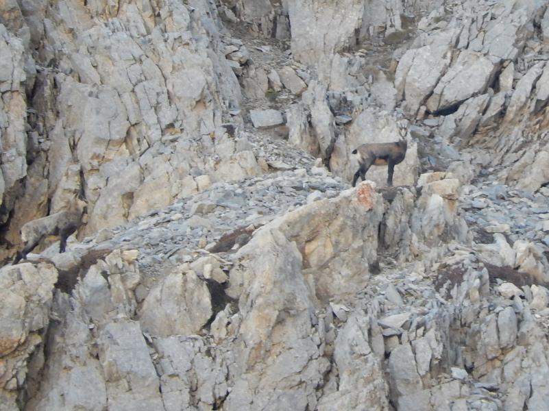 Chamois sous le Pas du Curé