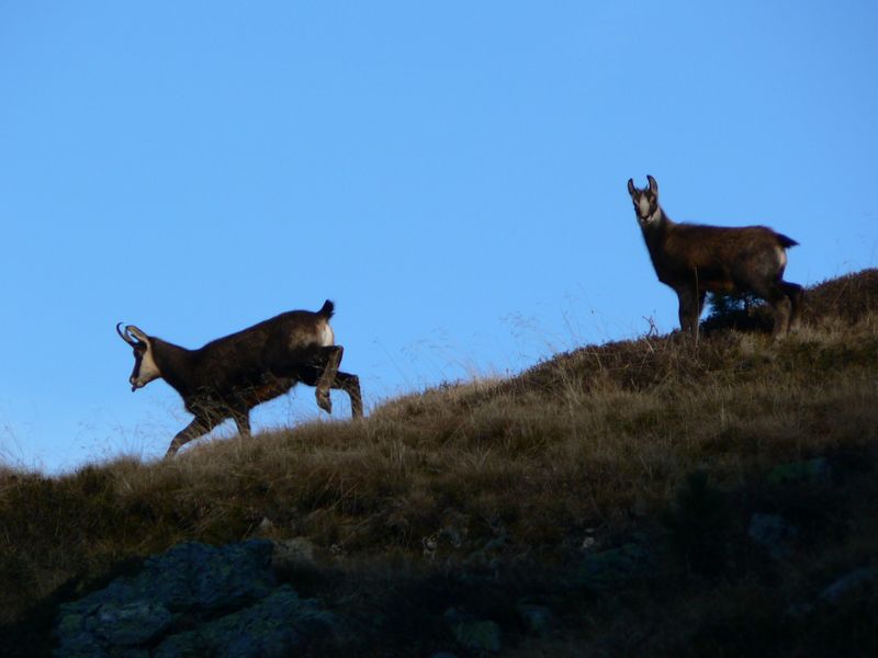 Chamois sous le lac Longet